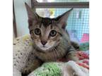 Adopt Lemur a Domestic Short Hair