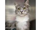 Adopt Jeffrey a Domestic Medium Hair