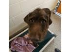 Adopt Sir a Wirehaired Terrier