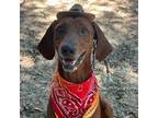 Adopt Rio a Redbone Coonhound