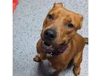Adopt Copper 25650 a Mixed Breed