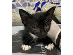 Adopt FORBES a Domestic Short Hair