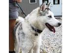 Adopt Hercules a Siberian Husky