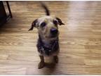 Adopt Norman a Dachshund, Yorkshire Terrier