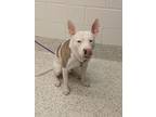 Adopt Jackson a Pit Bull Terrier, Mixed Breed