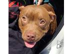Adopt Pharaoh- ADOPTED a Pit Bull Terrier, Mixed Breed