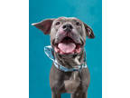 Adopt Smiley a Pit Bull Terrier, Mixed Breed