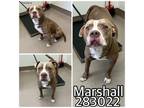 Adopt MARSHALL a Pit Bull Terrier, Mixed Breed