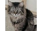 Adopt Prismo a Domestic Long Hair, Domestic Short Hair