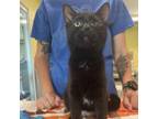 Adopt French Toast a Domestic Short Hair