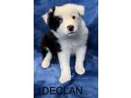 Adopt Declan a Border Collie, Mixed Breed