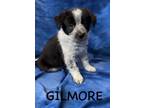 Adopt Gilmore a Border Collie, Cattle Dog