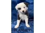 Adopt Blarney a Border Collie, Mixed Breed