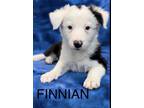 Adopt Finnian a Border Collie, Mixed Breed