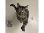 Adopt Vader a Domestic Short Hair