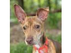 Adopt Roo a Dachshund, Mixed Breed