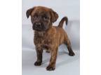 Adopt Ornery a Bullmastiff, Mixed Breed