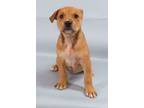 Adopt Oberon a Bullmastiff, Mixed Breed