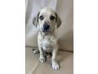Adopt Asher a Spaniel, Mixed Breed