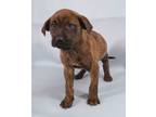 Adopt Oggie a Bullmastiff, Mixed Breed