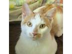Adopt Charlemagne a Domestic Short Hair
