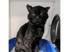 Adopt Paperclip a Domestic Short Hair