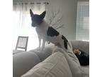 Adopt Blayze a Rat Terrier