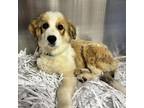 Adopt Leo a Great Pyrenees