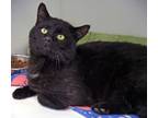 Adopt Blade (In Foster) a Domestic Short Hair