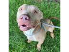 Adopt JUPITER a Pit Bull Terrier