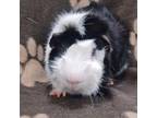 Adopt Oreo McFlurry a Guinea Pig