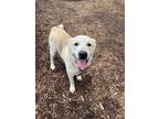 Adopt Rutherford a Anatolian Shepherd, Great Pyrenees