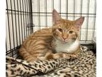 Adopt Melody a Domestic Short Hair