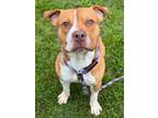 Adopt Gator a Pit Bull Terrier, Mixed Breed