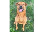 Adopt Anthony a Rhodesian Ridgeback, Mixed Breed