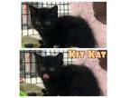 Adopt Kit Kat - NN a Domestic Short Hair