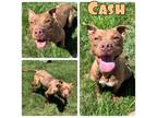 Adopt Cash a American Staffordshire Terrier