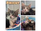 Adopt Dwight - NN - SR 4 a Domestic Short Hair