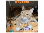 Adopt Pumpkin - PetSmart a Domestic Short Hair