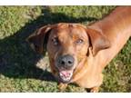 Adopt Delmar a Redbone Coonhound, Mixed Breed