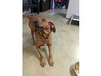 Adopt Delmar a Redbone Coonhound, Mixed Breed