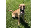 Adopt PESO a Black Mouth Cur, Mixed Breed