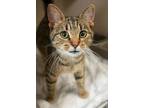 Adopt Sunboat a Domestic Short Hair