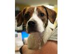 Adopt Mike a Beagle, Mixed Breed