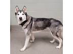 Adopt Zoro/Merlin a Siberian Husky