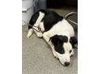 Adopt Yin a Border Collie, Coonhound