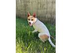 Adopt Pete a Jack Russell Terrier