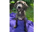 Adopt Cardamom a Catahoula Leopard Dog