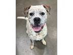 Adopt Charlie a Boxer, English Setter