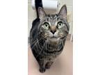 Adopt Ruger a Domestic Short Hair, Tabby